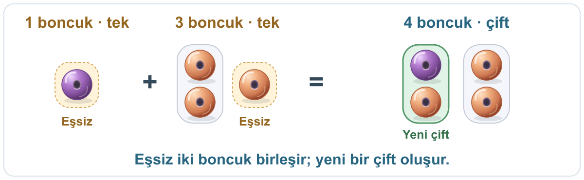 1 boncuk ile 3 boncuk birleştirilir. İki grubun boncuk sayıları da tektir. Eşsiz iki boncuk yeni bir çift oluşturur. Sonuç 4 boncuk, yani çift sayıdır.