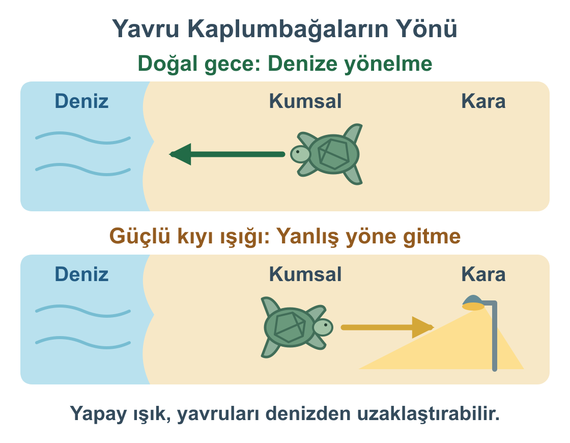 Doğal gece koşullarında denize yönelen yavru kaplumbağa ve kıyıdaki güçlü yapay ışık nedeniyle kara yönüne giden yavru kaplumbağa.